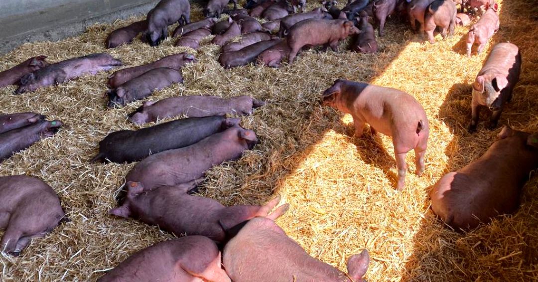 Diferencias cerdo blanco y cerdo ibérico